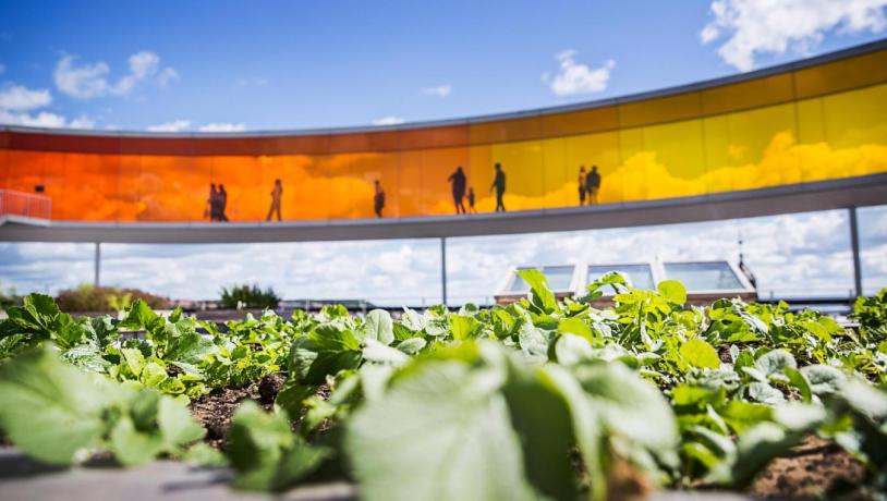 Friske krydderurter dyrket på toppen af ARoS Your rainbow panorama, Aarhus