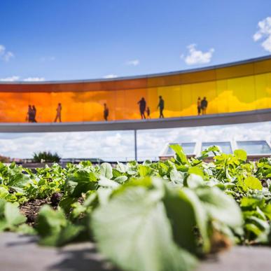 Friske krydderurter dyrket på toppen af ARoS Your rainbow panorama, Aarhus